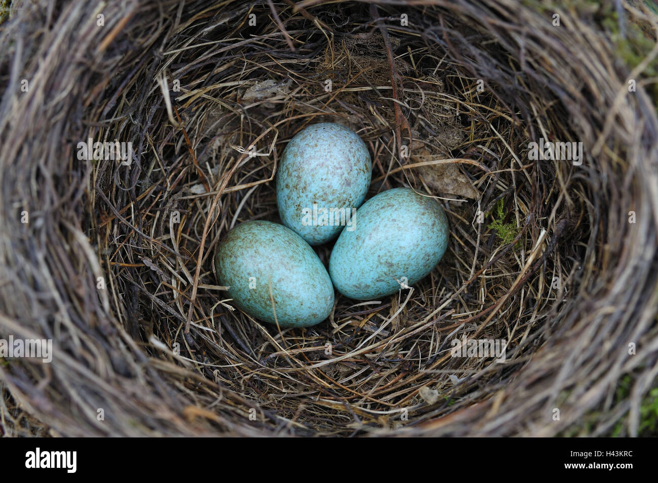 Vogel-Nest mit Eiern, Stockfoto