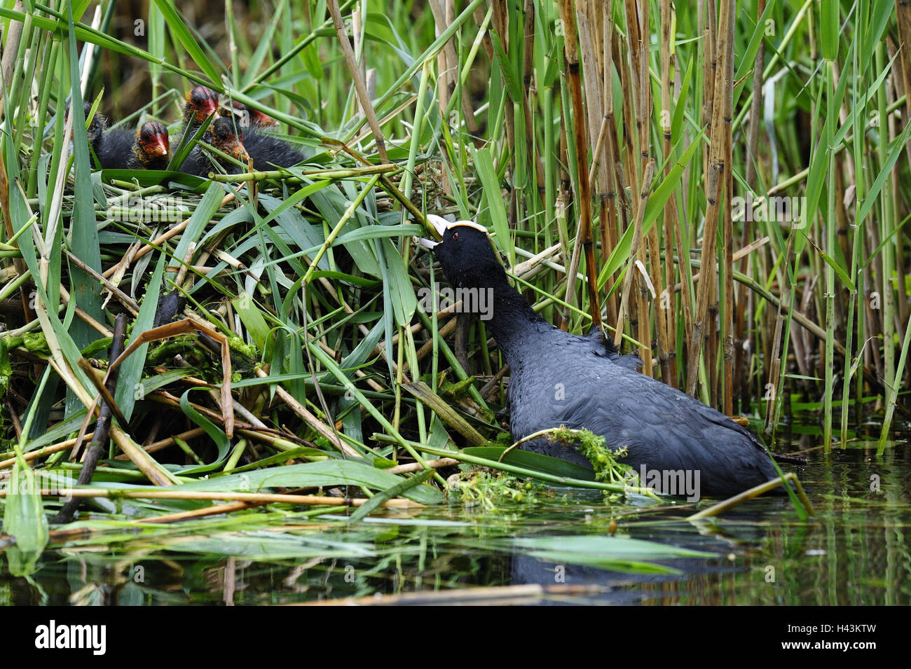 Blässhuhn, Fulica Atra, Nest, Jungtiere, Stockfoto