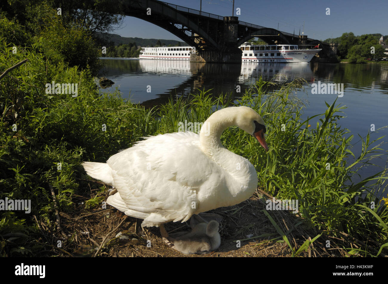 Buckel Schwan, geistlichen Schwan, Cygnus Olor, Nest, Küken, zu schützen, Stockfoto