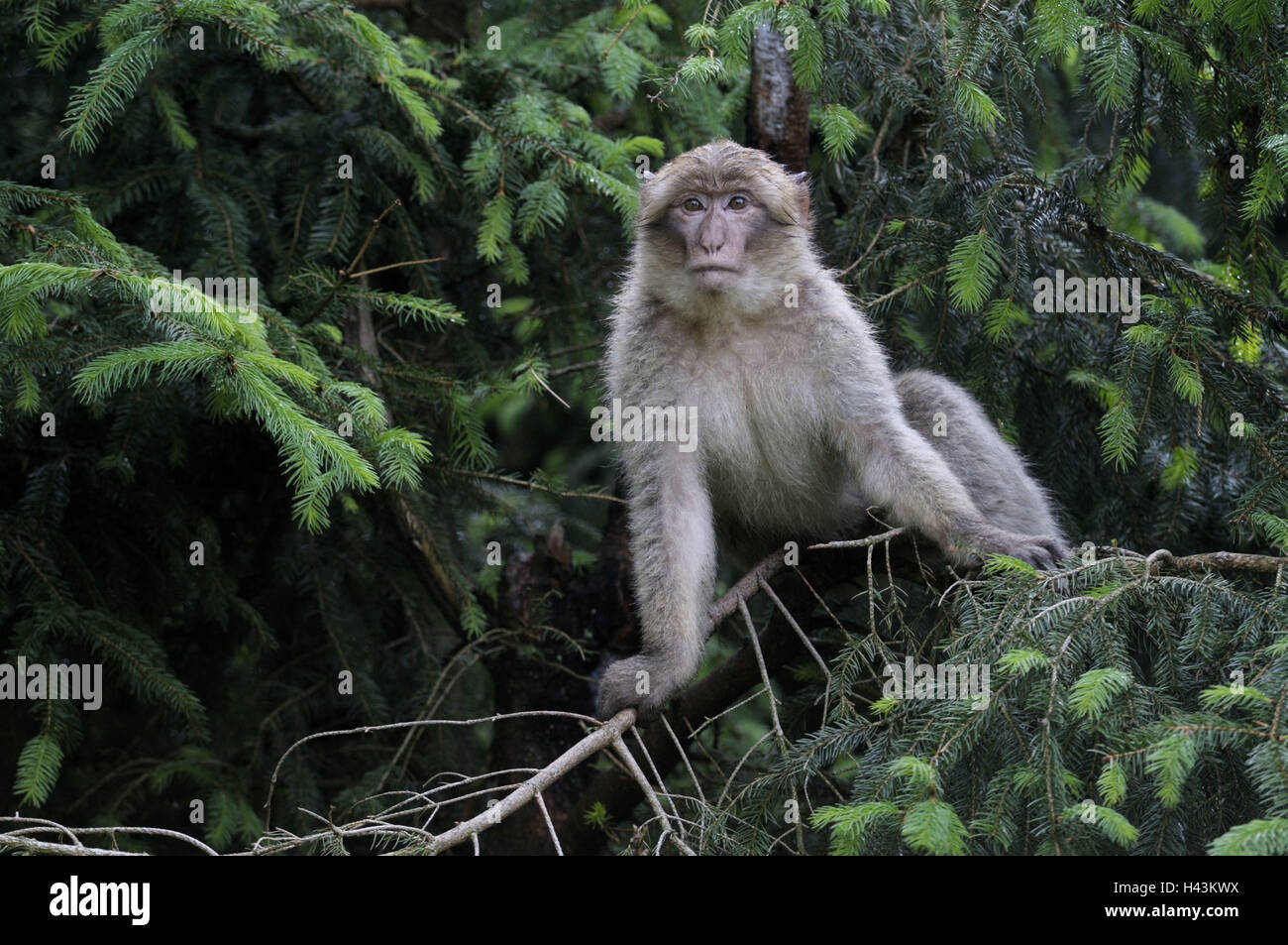 Barbary Macaque, Macaca Sylvanus, Berberaffe, Baum, sitzen, Stockfoto