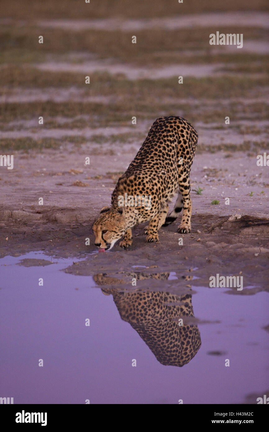 Afrika, Botswana, North-West District, Nxai Pan Nationalpark, Gepard, Acinonyx Jubatus, Wasserloch, Stockfoto