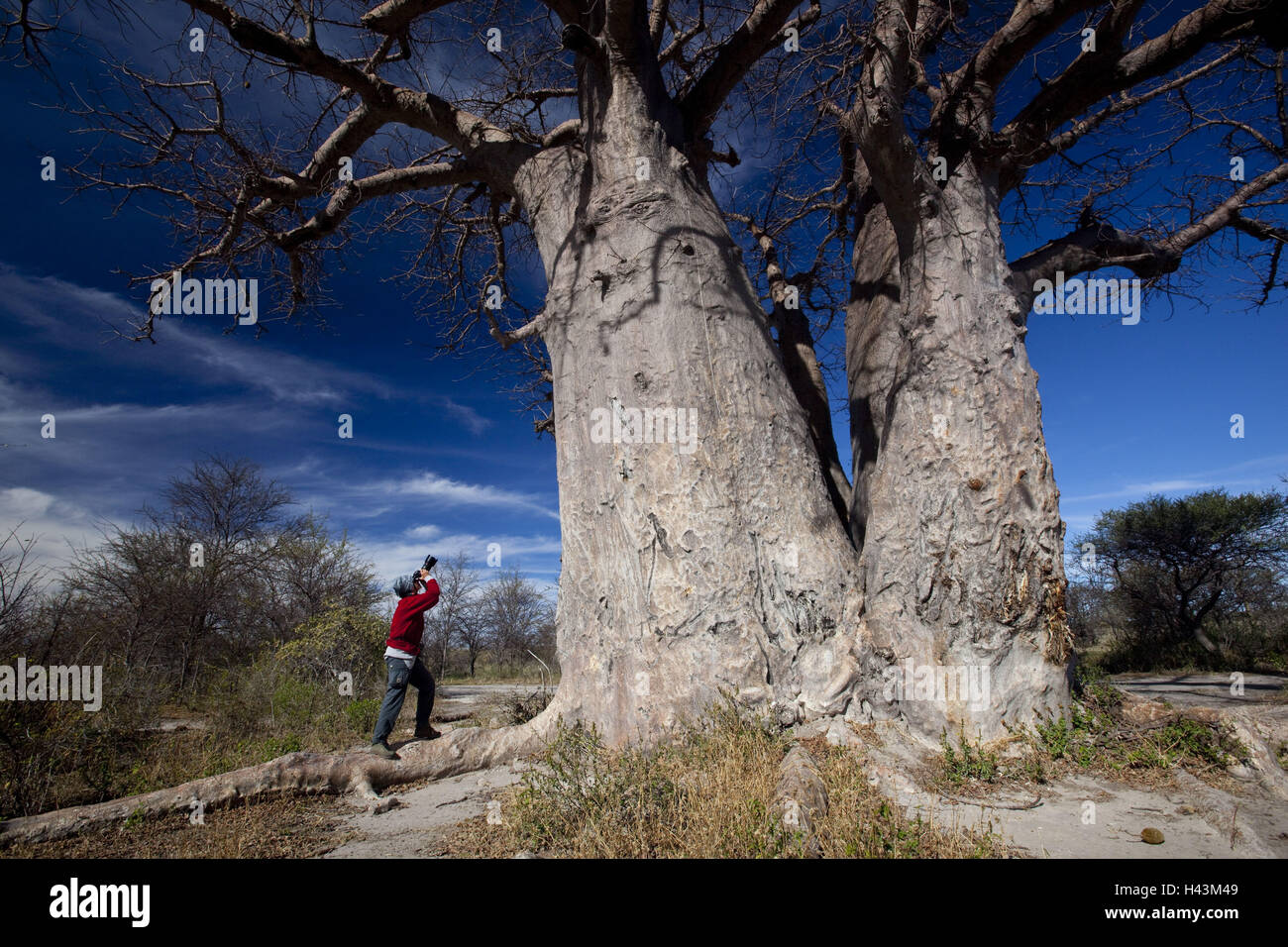Afrika, Botswana, North West District, Nxai Pan Nationalpark, Baines Baobabs, Affenbrotbäume Digitata, Fotograf, Stockfoto