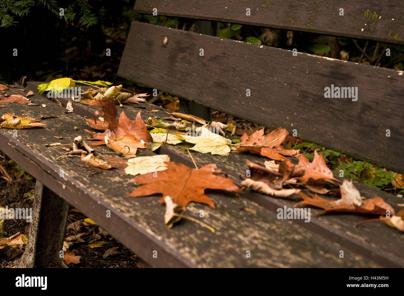 Parkbank im Herbst, Friedhof Bredeny, Essen, North Rhine-Westphalia, Germany, Stockfoto
