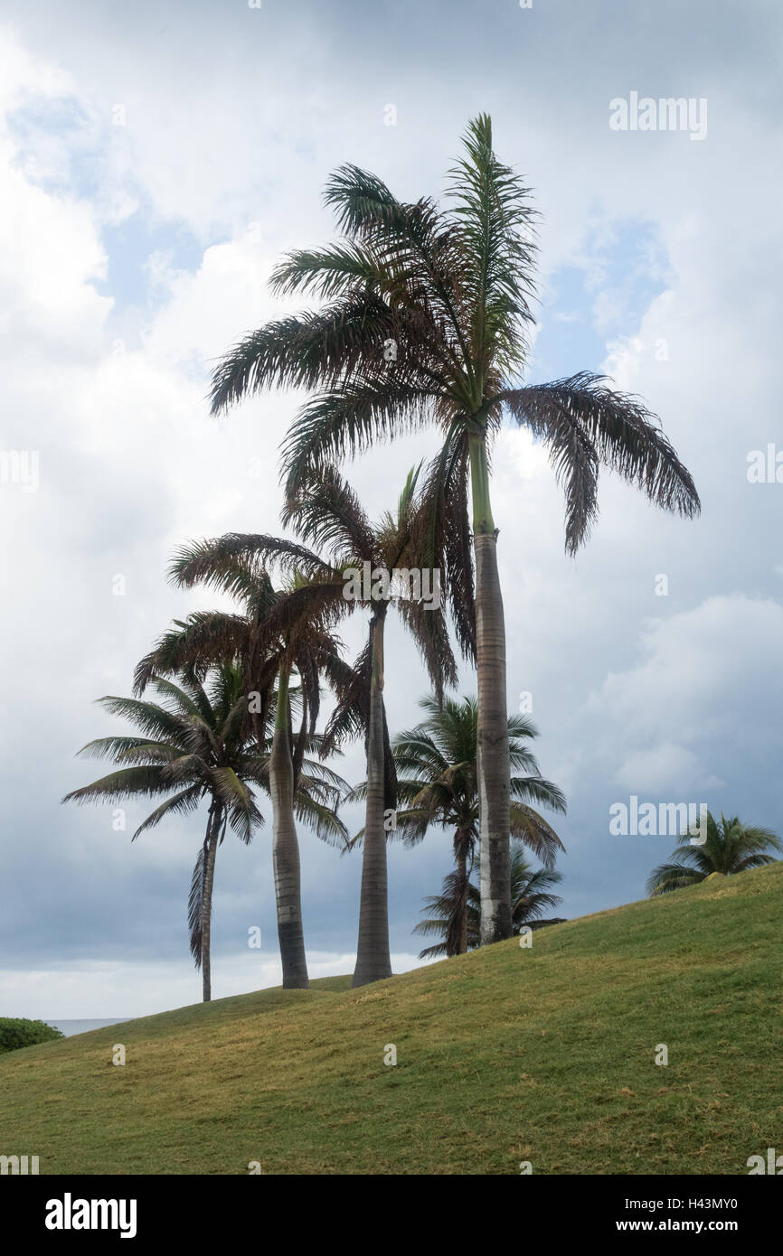 Palm Tree Trio entlang des Ufers in Montego Bay, Jamaika Stockfoto