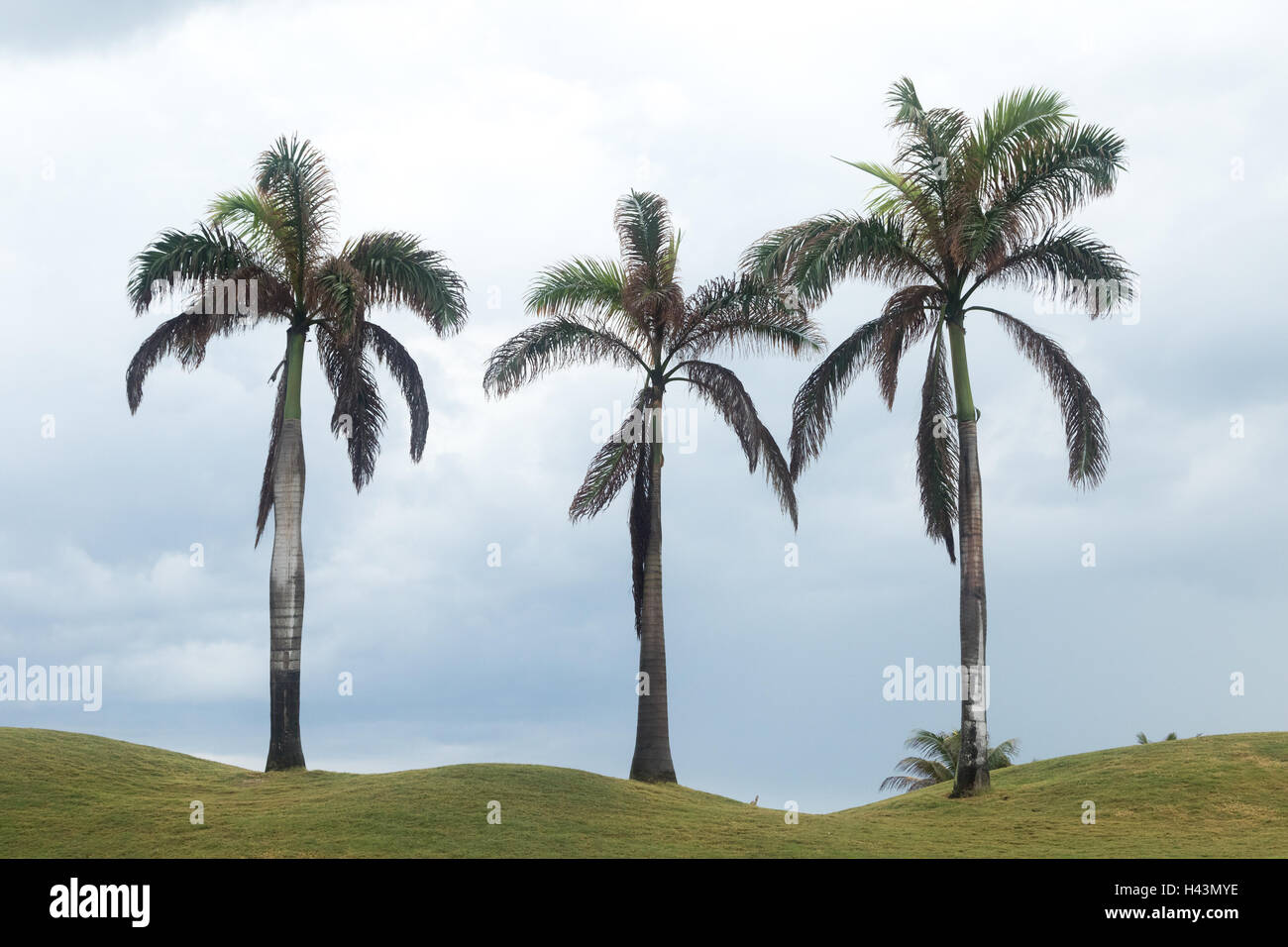 Palm Tree Trio entlang des Ufers in Montego Bay, Jamaika Stockfoto