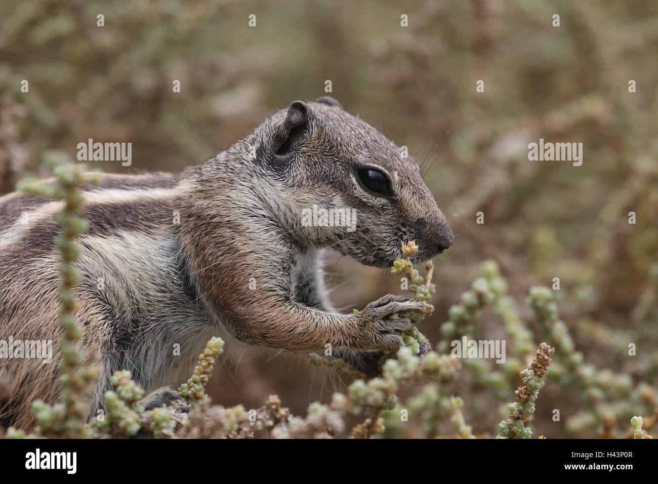 Nordafrikanischen Borste Croissant, Seitenansicht, Stockfoto