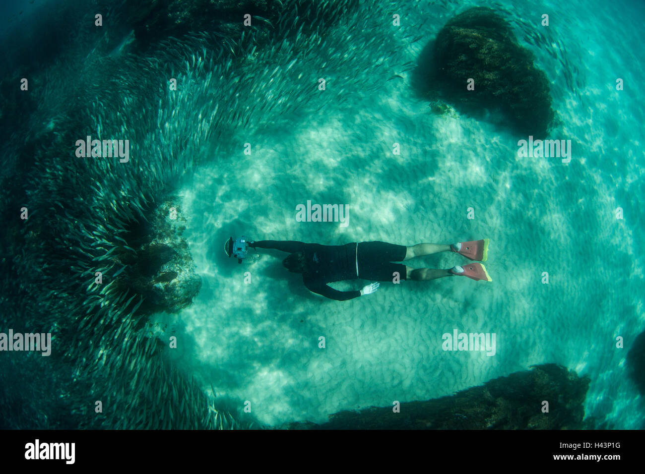 Mann fotografiert Fisch, Byron Bay, New South Wales, Australien Stockfoto