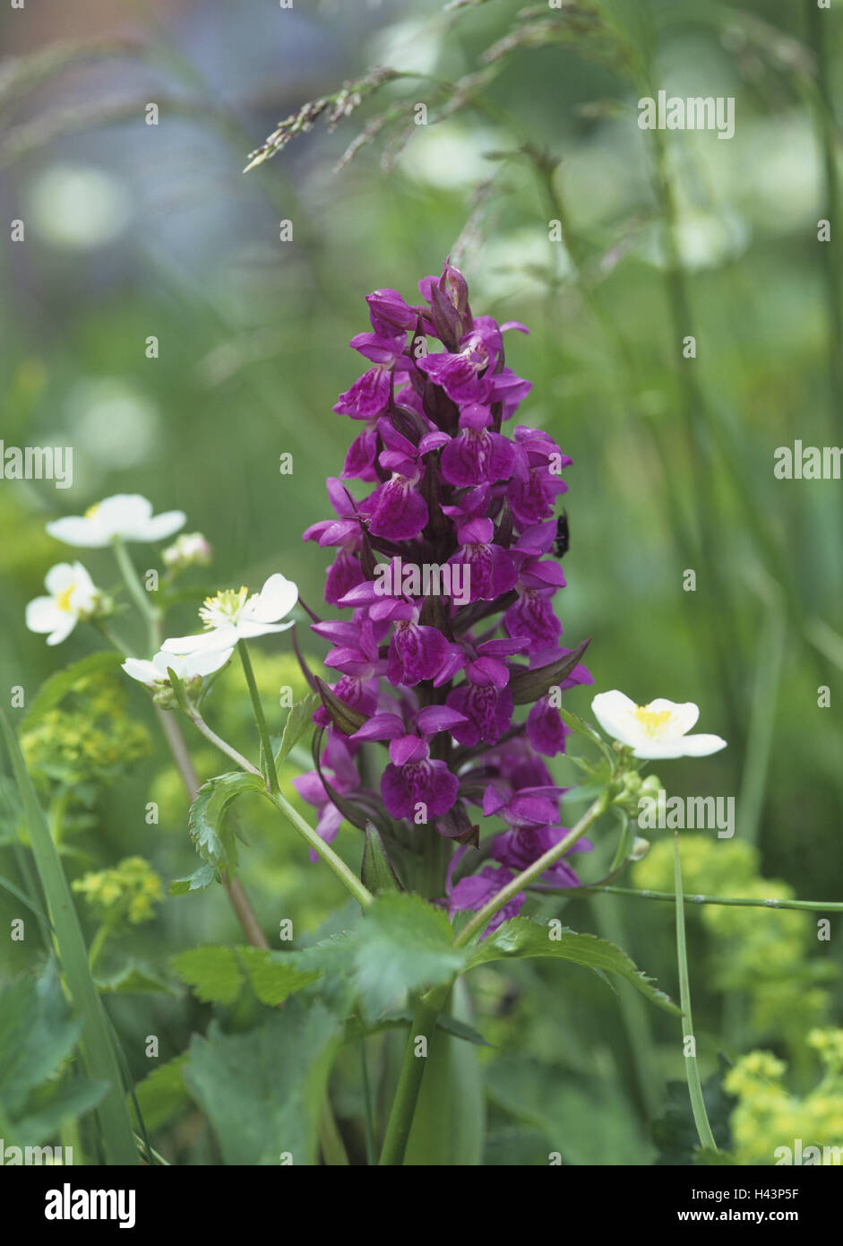 Wiese, männliche Orchis, Orchis Mascula, Pflanze, Blume, Orchidee, Orchis, Orchidee, Blüte, Zeitraum Blüte, Natur, Botanik, Wildpflanzen, Stockfoto