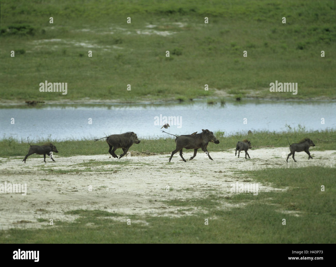 Phacochoerus Aethiopicus, laufen, Papille Schweine, Tiere, Tierwelt, Wildlife, Wiese, Flussufern und wild Papille Schweine Schweine, wilde Tiere, Säugetiere, alte Tiere, Jungtiere, Tierfamilie, Bewegung, Afrika, Simbabwe, Stockfoto