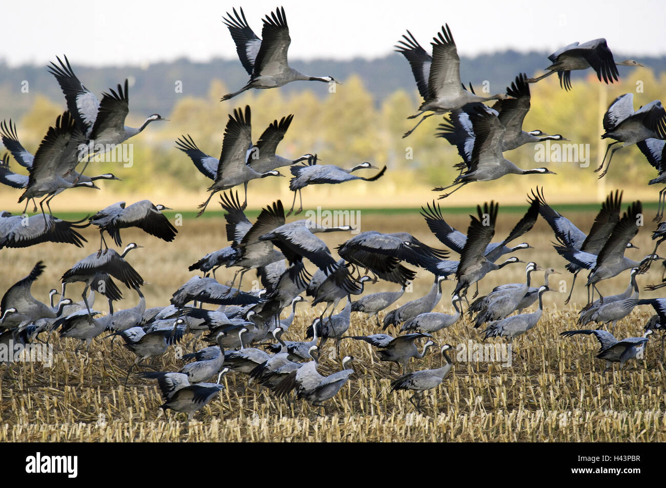 Krane, schlaff Slack, Fliege, Stoppelfeld, Stockfoto