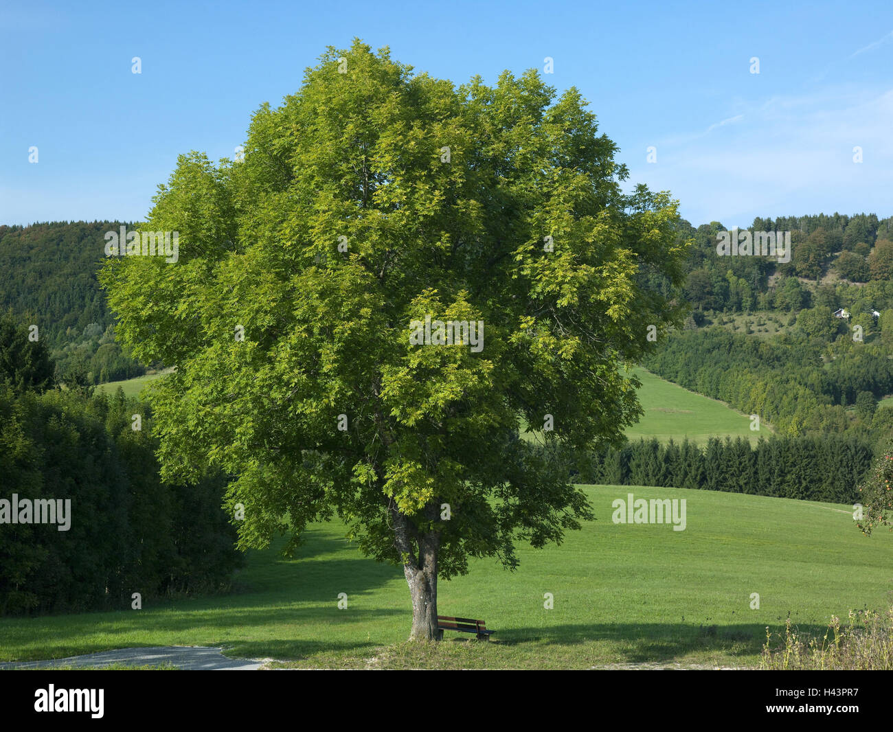 Deutschland, Baden-Wurttemberg, Meßstetten-Tieringen, üblichen Esche, Fraxinus Excelsior, Rest Bank, Wiesen, Baum, Meßstetten, schwäbische Alp, Tieringen, Wiesen, unmarkierte, Solitär, Ansicht, breitblättrigen Baum, Landschaft, Stockfoto