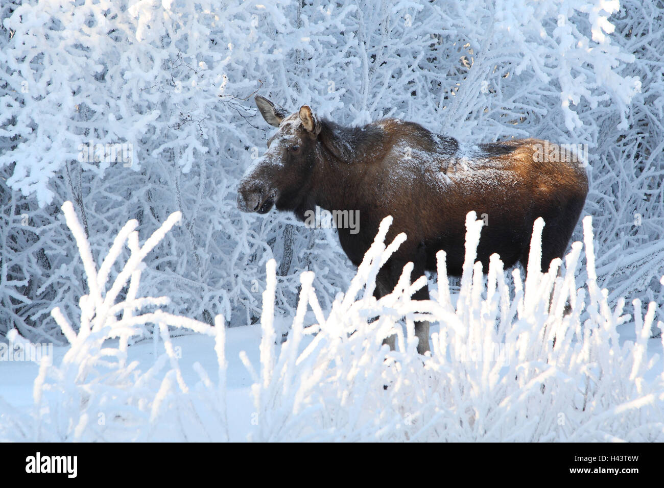 Elch, Winter, Stockfoto