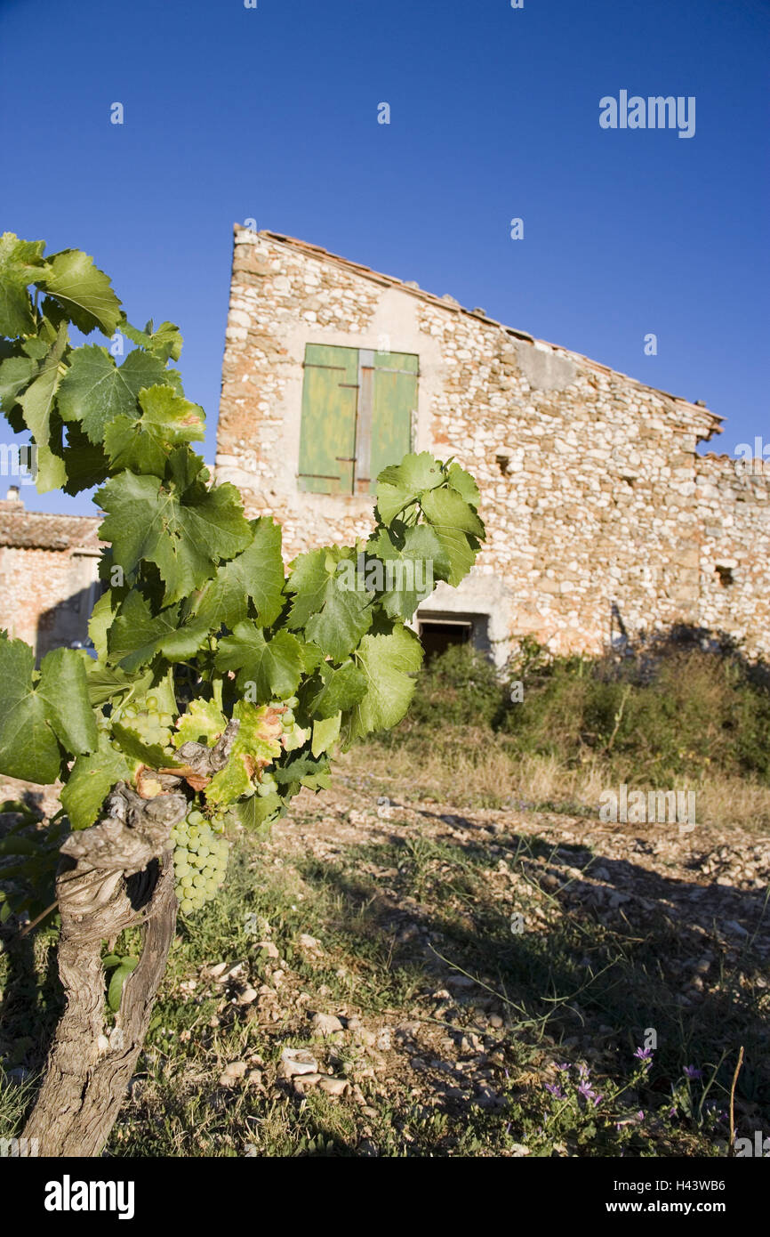 Frankreich, Provence, Vaucluse, Dorf, Haus, Garten, Wein, südliche Ostfrankreich, Ort, lokale Ansicht, Gebäude, Wohnhaus, Stein Mauer, Natursteinmauer, Außenwand, Fensterläden, Architektur, in der Regel, ländlich, rustikal, geschlossene, verwitterte, Weinbau. Nutzpflanzen, Weinstock, Rebe, Himmel, wolkenlos, niemand, Freisitz, Kopie, Stockfoto