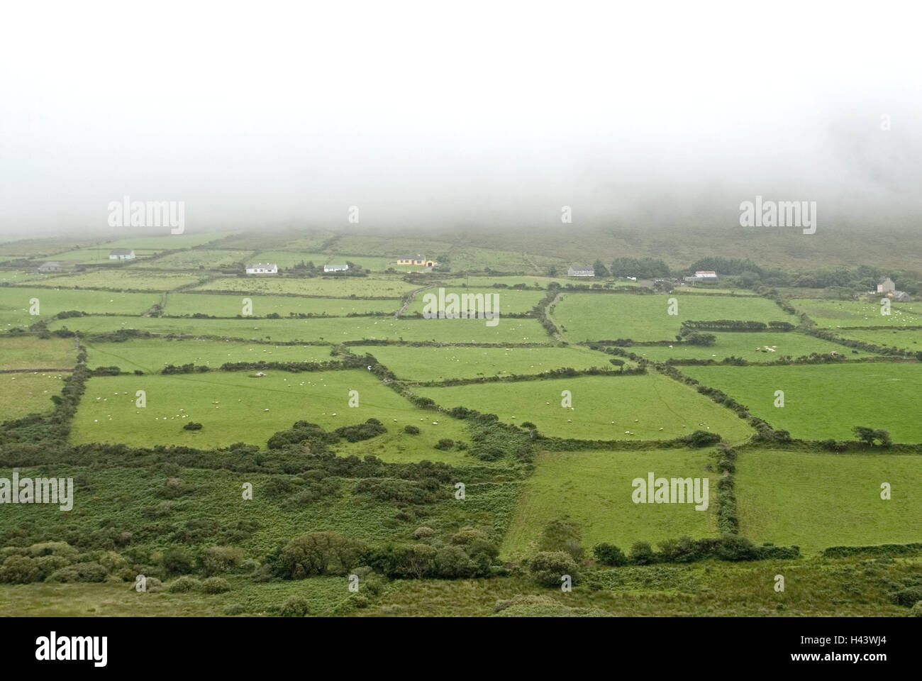 Irland, Munster, Kerry, Dingle Halbinsel, Wiesen, Felder, Nebel, Wolken, Landschaft, in der Regel für Land, in der Regel grün, Häuser, Wiesen, Abgrenzungen, nebulösen Kappen Stockfoto