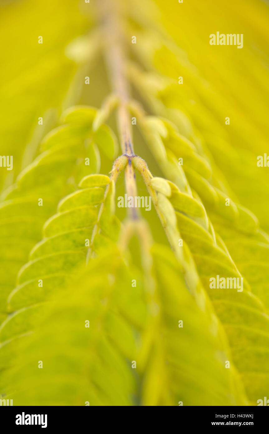 Essig-Baum Blätter, Rhus Typhina, Nahaufnahme, Stockfoto