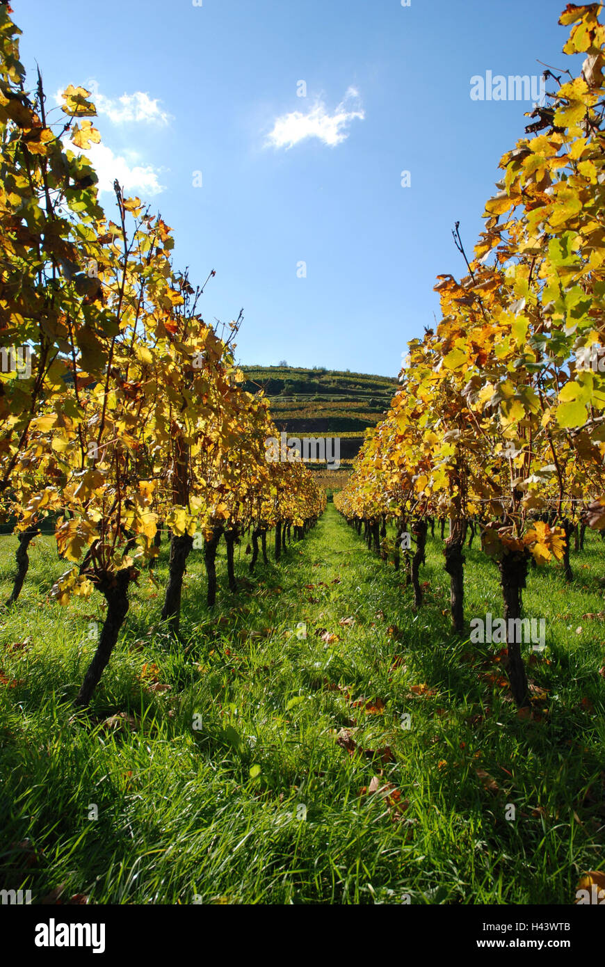 Deutschland, Baden-Wurttemberg, Imperial Stuhl, Schönberg, Weinberg, Reben, Herbst, Südbaden, niedrige Bergkette, Wirtschaft, Landwirtschaft, Weinbaugebiet, Weinbau, Weinterrassen, Hügel, Weinberge, Pflanzen, Nutzpflanzen, Weinreben, Reben, herbstliche, Herbst Stockfoto