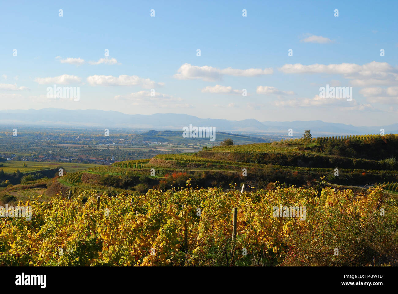 Deutschland, Baden-Wurttemberg, imperial Stuhl Amolterer moor, Weinberg, Übersicht, Herbst, Süd Baden, Mittelgebirge, Wirtschaft, Landwirtschaft, Weinbaugebiet, Weinbau, Wein-Terrassen, Hügeln, Weinbergen, Pflanzen, Nutzpflanzen, Weinreben, Reben, herbstliche, herbstliche Färbung, Saison, Landschaft, niemand, Orte, Breite, Abstand, Stockfoto