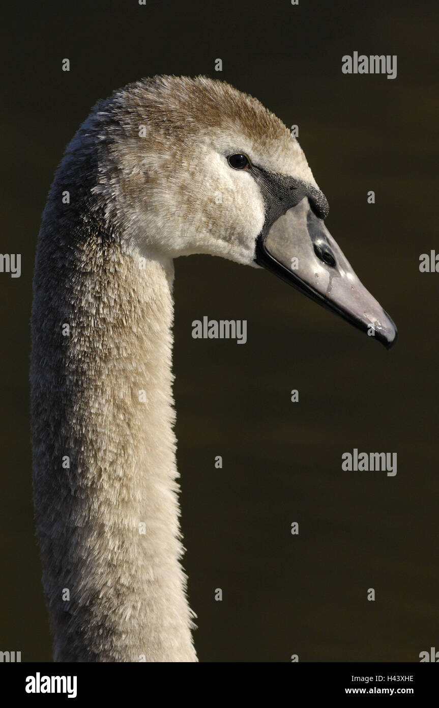 Buckel, Schwan, Cygnus Olor, Jungtier, Kopf, Detail, Tierwelt, Vogel, Wasservogel, Anatids, Gefieder, grau, wildes Tier, Schwan, junge, junge Vogel, Porträt, Tiere Porträt, Schnabel, Profil, Seitenansicht, Stockfoto