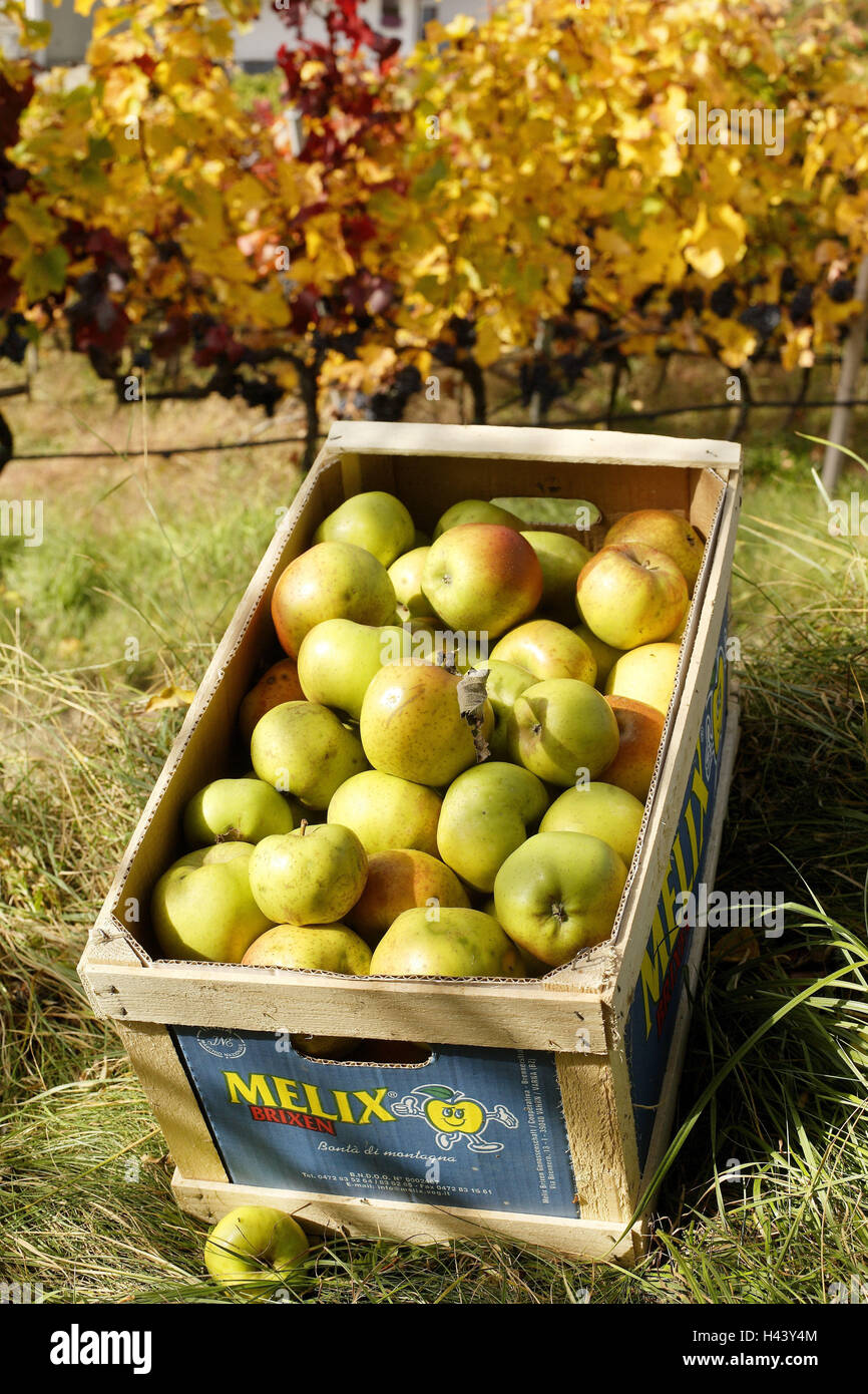 Apple-Box, Ernte, Früchte, im Freien, Südtirol, Italien Stockfoto