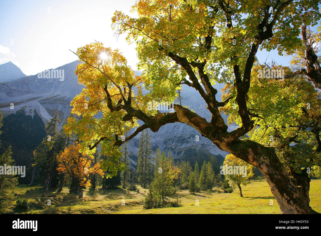 Harewood, Acer Pseudoplatanus, Bäume, Berge, Landschaft, Alpen, Natur, Wandern, Herbst, Karwendel, Ahorn-Boden, Österreich Stockfoto