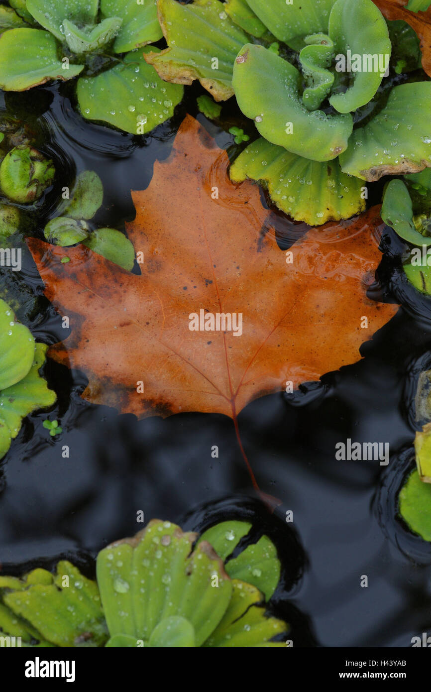 Wasser Oberfläche, Ahornblatt, Teich, Wasser, Teichpflanzen, grün, Tropfen Wasser, Platane Blätter, Blätter im Herbst, Herbst-Färbung, Herbst, Natur, Schwimmen, Schwimmer, Stockfoto
