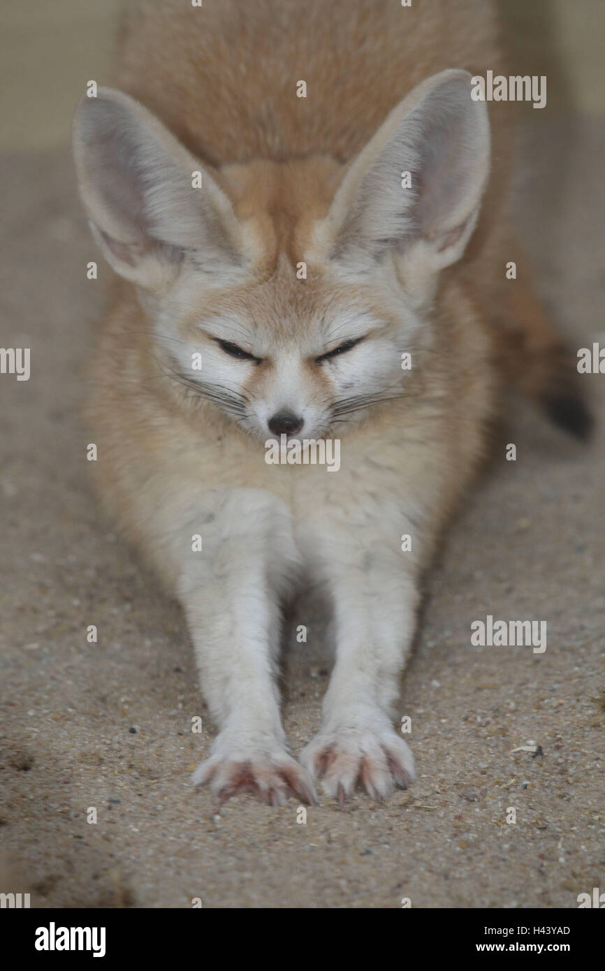 Desert Fox, Sand, Lüge, Stretch Vorderbeine, Stockfoto