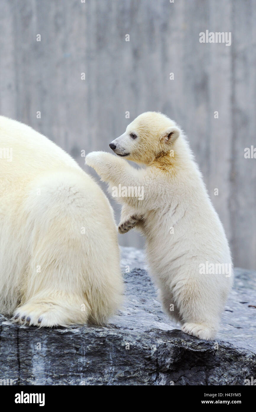 Eisbären, Ursus Maritimus, Jungtier, Spiel, Mutter Tier, Stockfoto