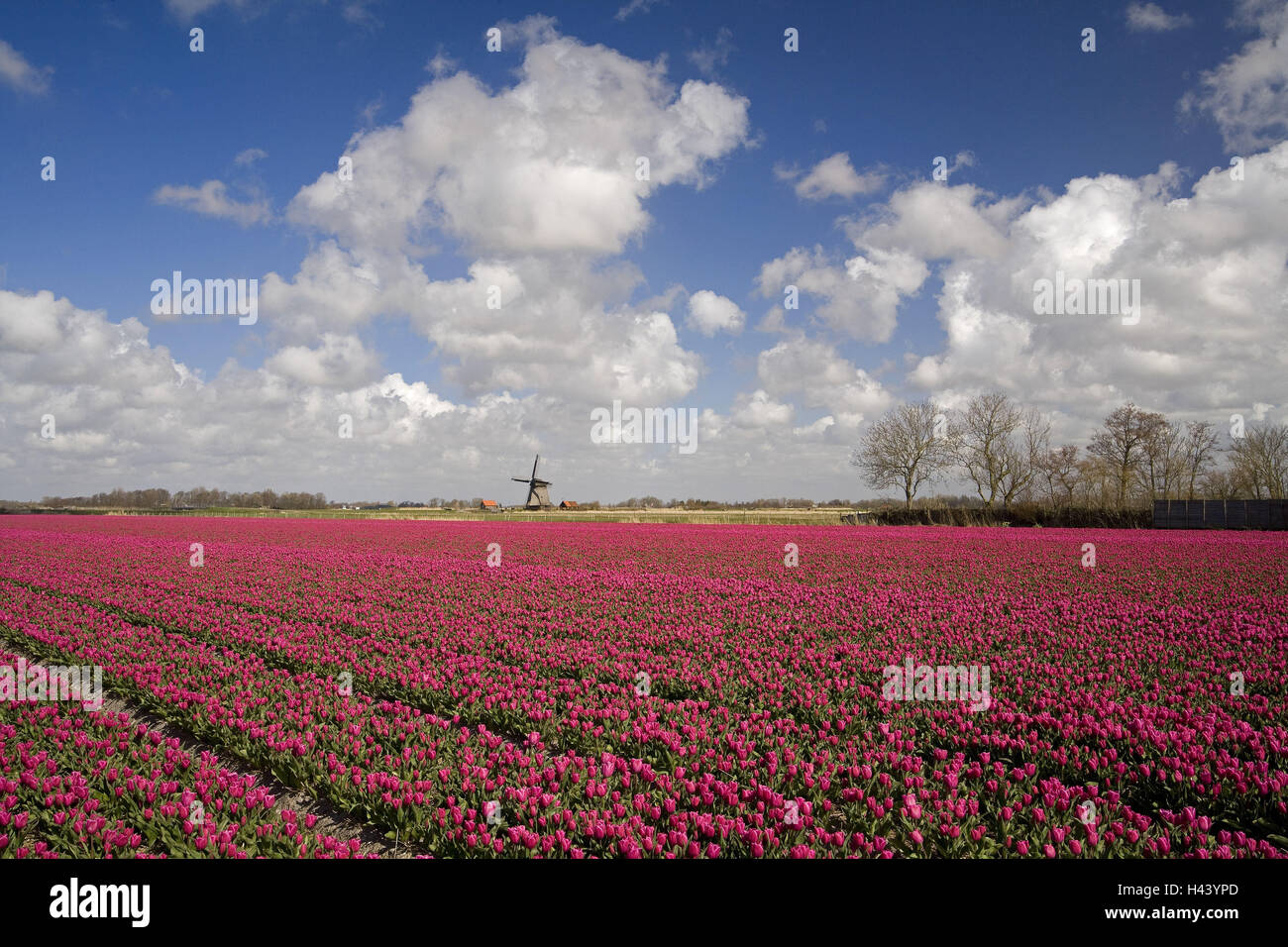 Den Niederlanden, Nordbrabant, Bergen op Zoom, Windmühle, Tulpenfeld, bewölkter Himmel, Stockfoto