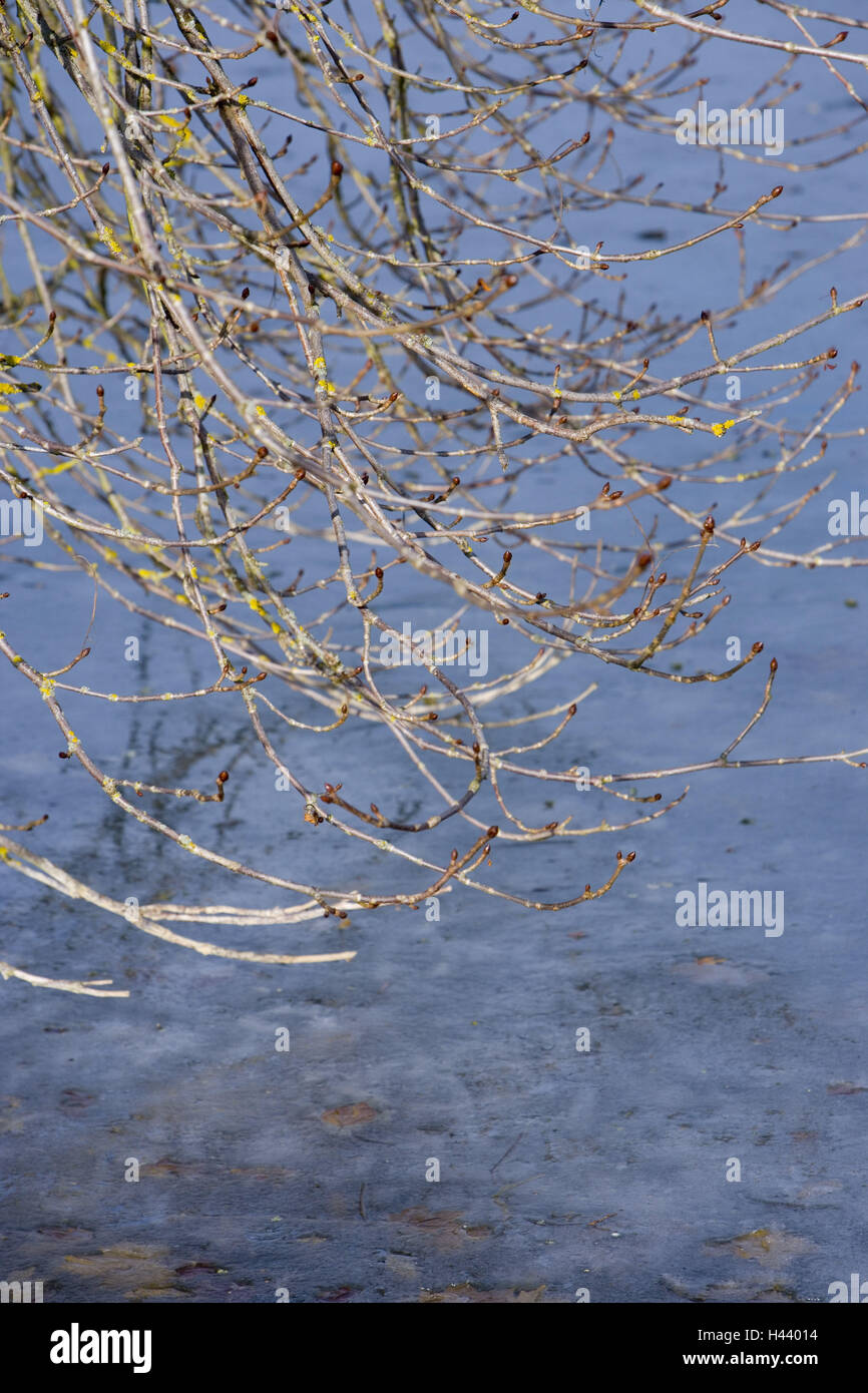 See, eingefrorene, hängenden Zweigen, Stockfoto