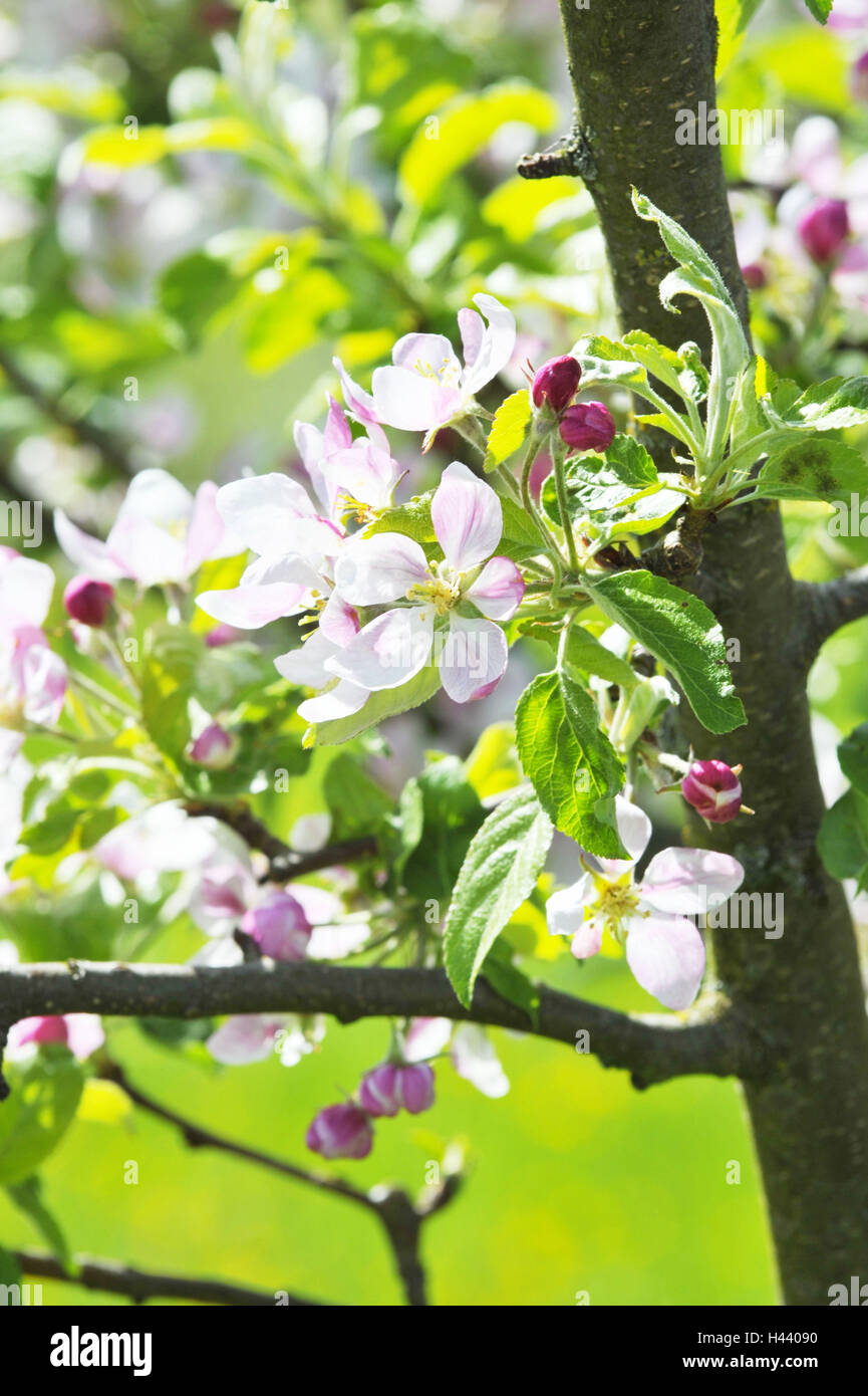 Apfelblüten, Detail, Stockfoto