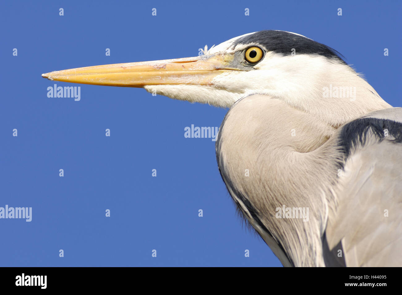 Graureiher Ardea Cinerea, Profil, Stockfoto