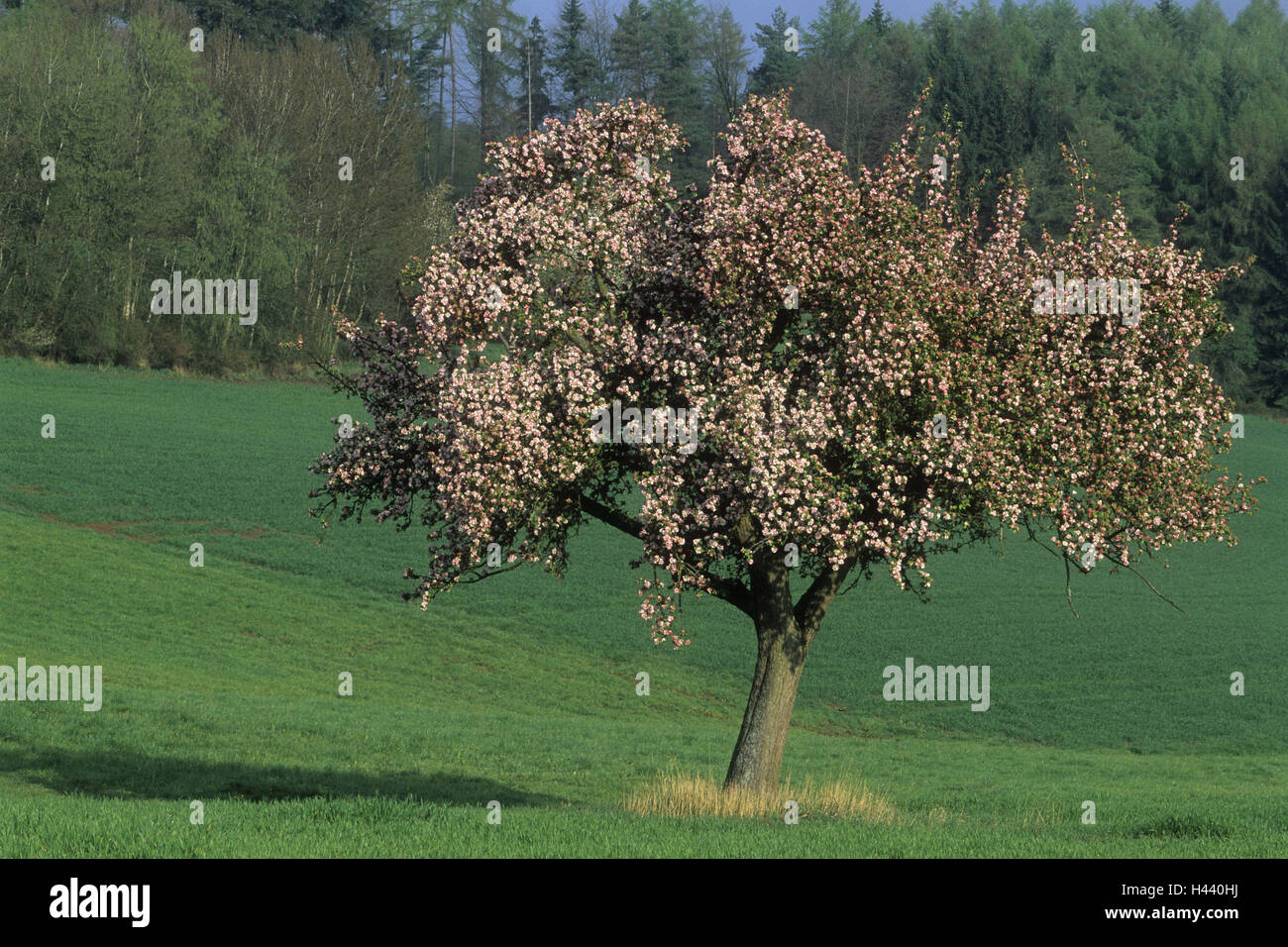 Apfelbaum, Pyrus Domestica, Frühling, Blüte, Deutschland, Bayern, Stockfoto