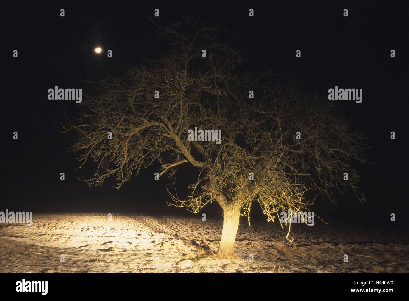 Apfelbaum, Pyrus Domestica, Scheinwerfer Licht, Winter, Nacht, Mond, Deutschland, Bayern, Spessart, Stockfoto