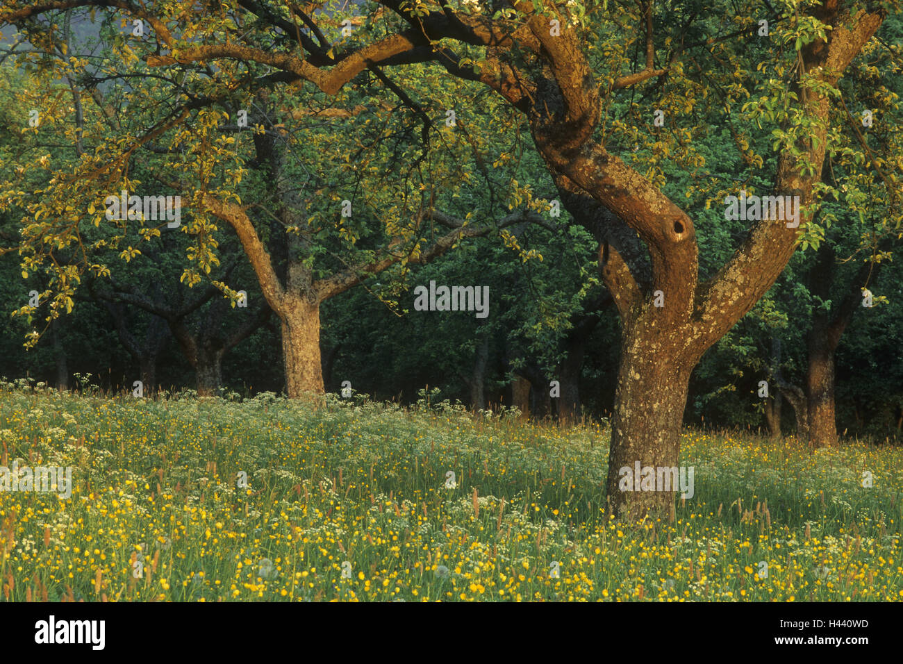Apfelbäume, Pyrus Domestica, Frühling Wiese, Deutschland, Bayern, Spessart, Stockfoto