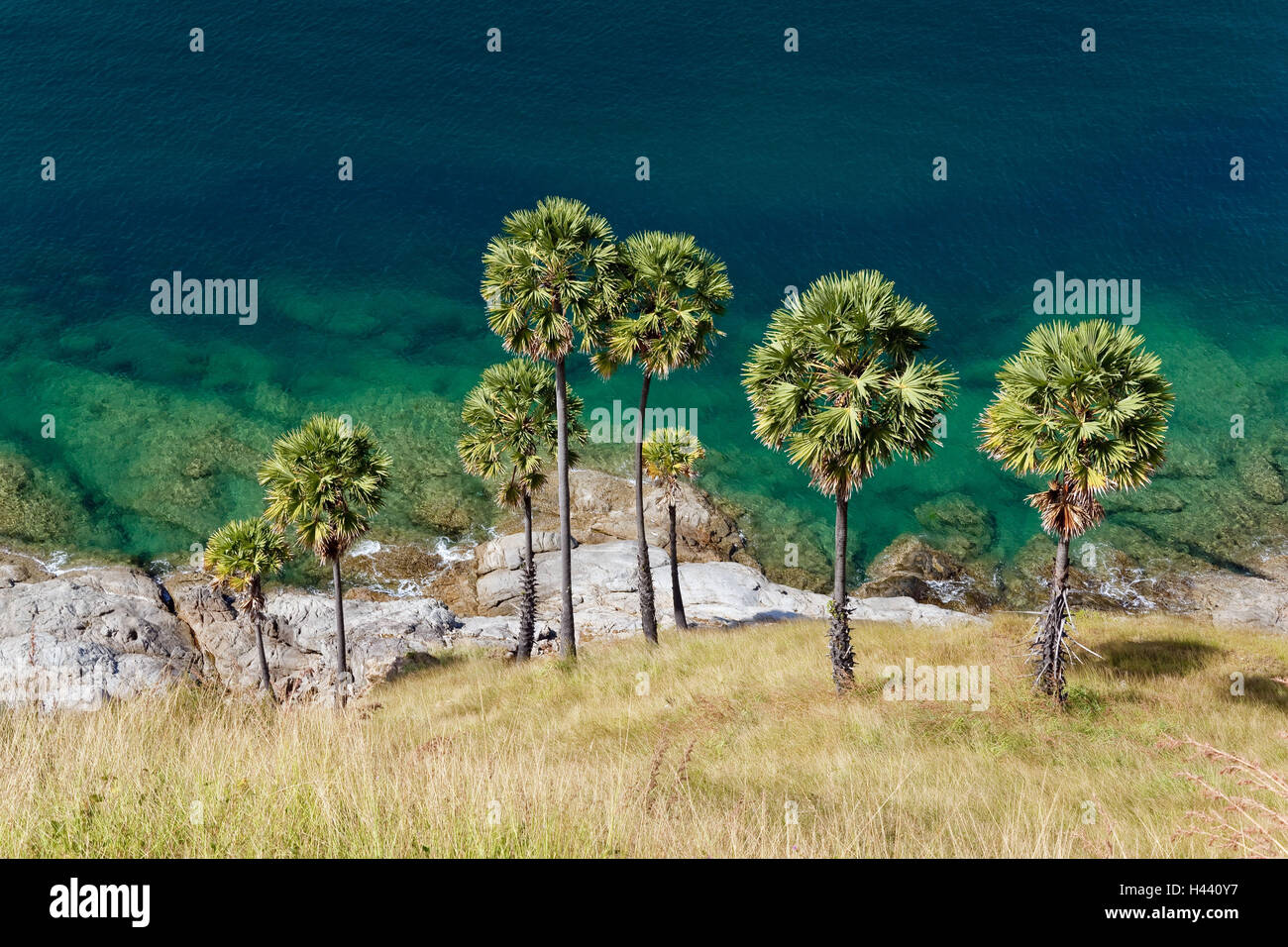 Thailand, Phuket, Nai Harn Beach, Galle Küste Insel, Palmen, Stockfoto
