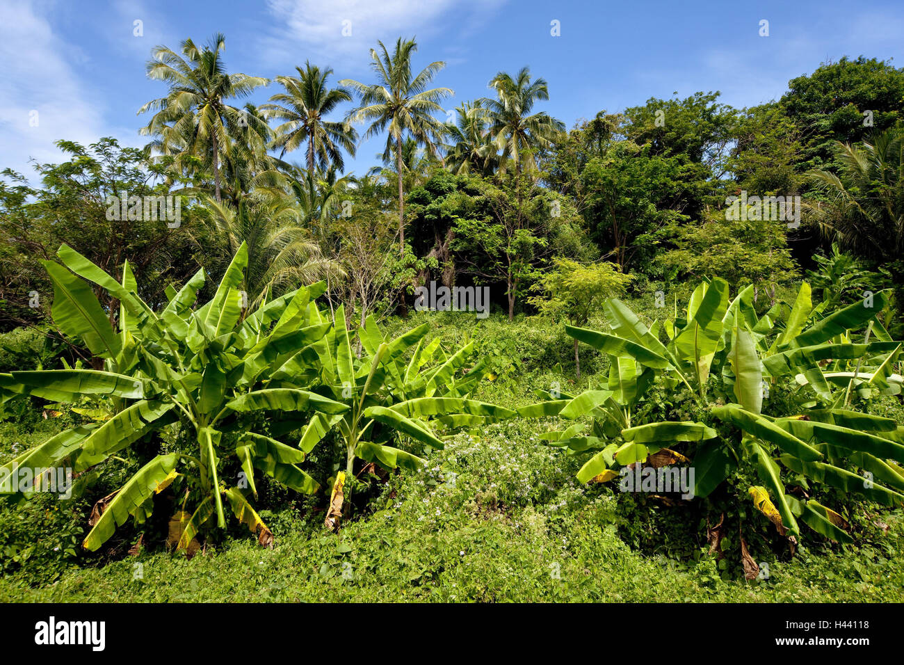 Thailand, Insel Phuket, Dschungel, Palmen, Stockfoto