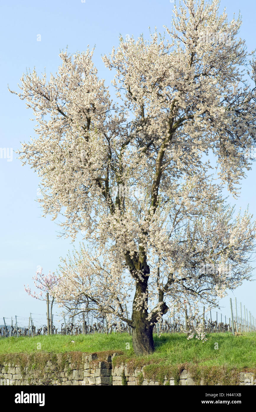 Mandelbaum, Blüte, weiß, Steinmauer, Baum, Tonsillen Blüte, Blüten, Wehrmauer, Rasen, Frühling, Zeit der Blüte, Himmel, blau, Weinstraße, Deutschland, Rheinland-Pfalz, Gimmeldingen, Stockfoto