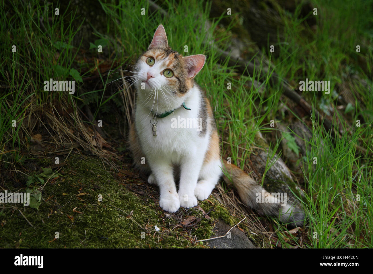 Holz, Hauskatze, dreifarbig, Stockfoto