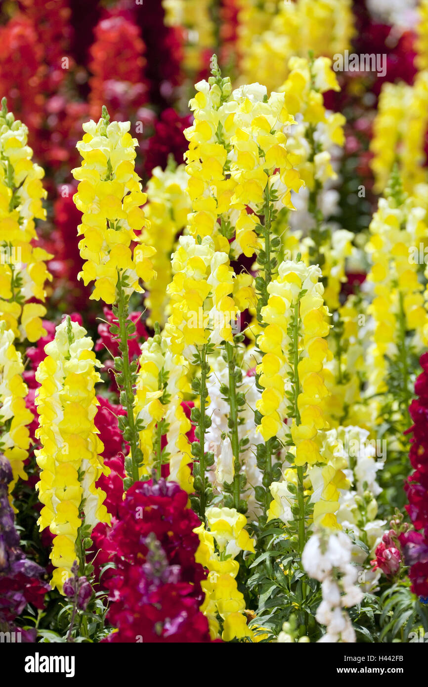 Löwenmaul Antirrhinum Majus, Blüte, Detail, anders, Garten, Blumenbeet, Patch, Pflanzen, Blumen, Blüte, Blütenpracht, verlassenen, sonnig, außerhalb, Unschärfe, gelb, rot, weiß, strahlend, Stockfoto