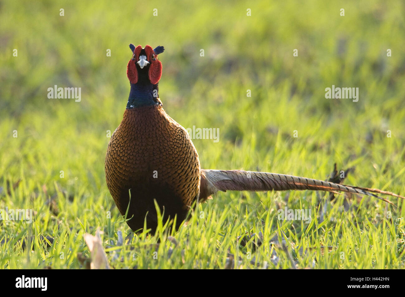 Wiese, Fasan, Phasianus Colchicus, sorgfältig, Fasan, kleine Männer, Männlich, Tap, Tier, Vogel, Feld, Sit, Gefieder, bewundernswert, Rasen, außerhalb hühnerartigen Vögel, edlen Fasan, Ganzkörper, Stockfoto