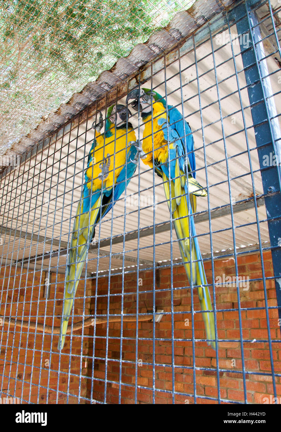 Zwei im Käfig blau-gelbe Ara Vögel mit ihren langen Schwanzfedern und  lebendige Gefieder Stockfotografie - Alamy
