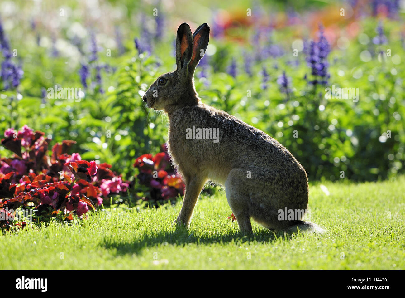 Feld-Hase, Lepus Europaeus, Stockfoto