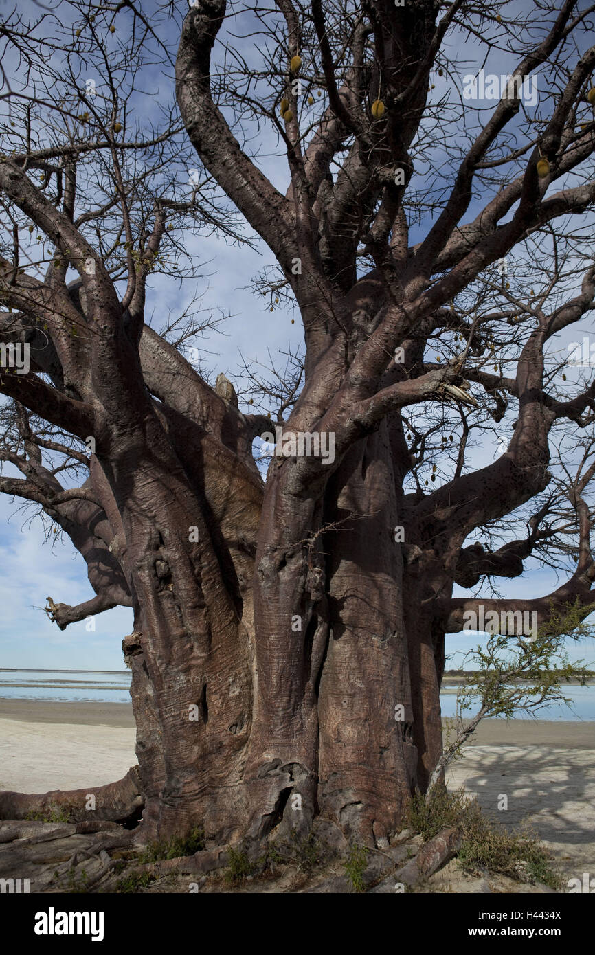 Afrika, Botswana, Nord-West District, Nxai Pan Nationalpark, Baines Baobab, Stockfoto