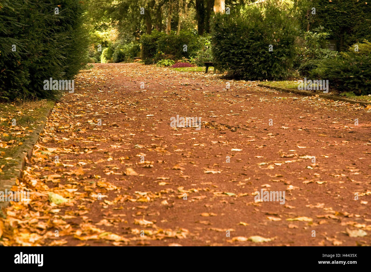 Friedhof Weg in Herbst, Friedhof Bredeny, Essen, North Rhine-Westphalia, Germany, Stockfoto