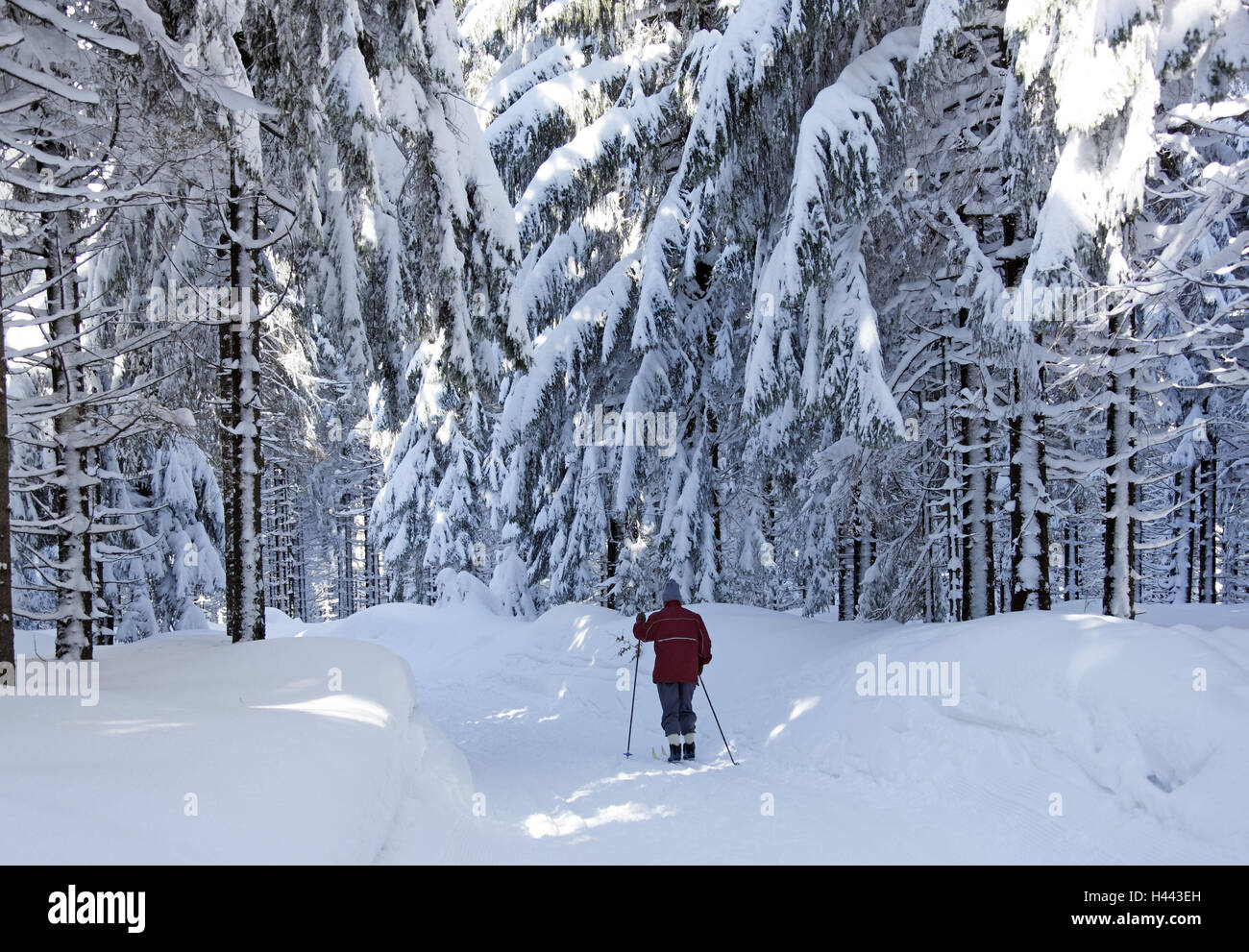 Racing, Teig, Holz, Fichten, Schnee, Ski-Langläufer, Stockfoto