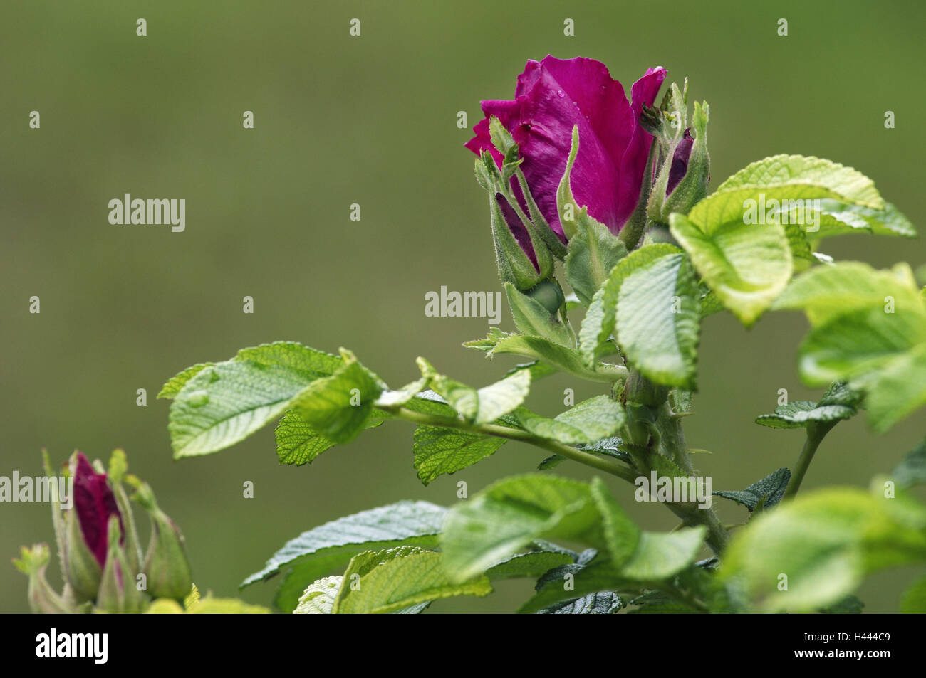 Rose, Blüte, Knospe, Stengel, Blätter, Blüte, rot, Magenta, Stockfoto