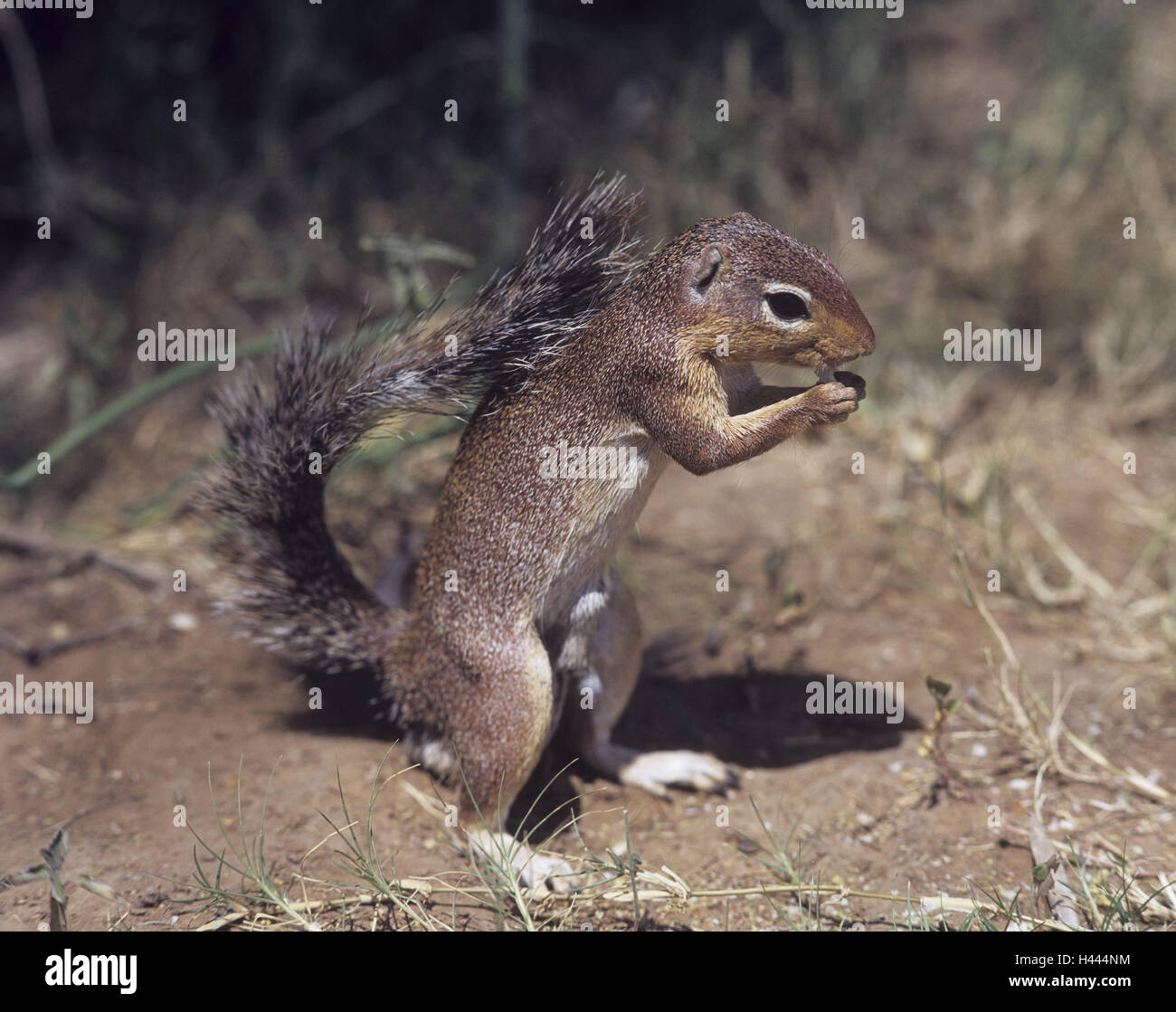 Rote Borsten, Croissant, Xerus Rutilus, Einnahme, Säugetier, Tier, wildes Tier, Borste Croissant, Essen, Tierwelt, Wildlife, Nagetier, Croissant, Stockfoto