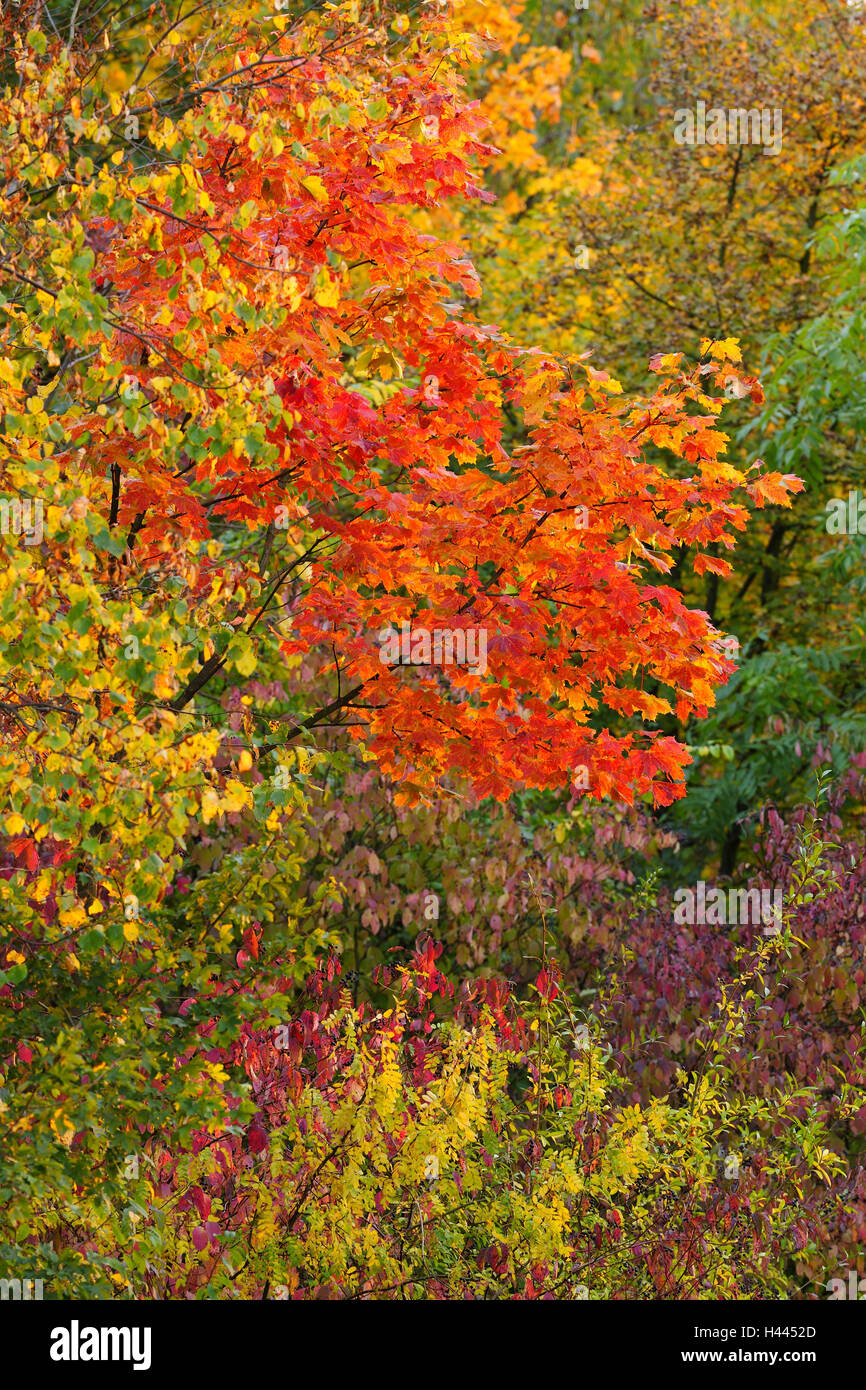 Herbstliche farbige Bäume Stockfoto