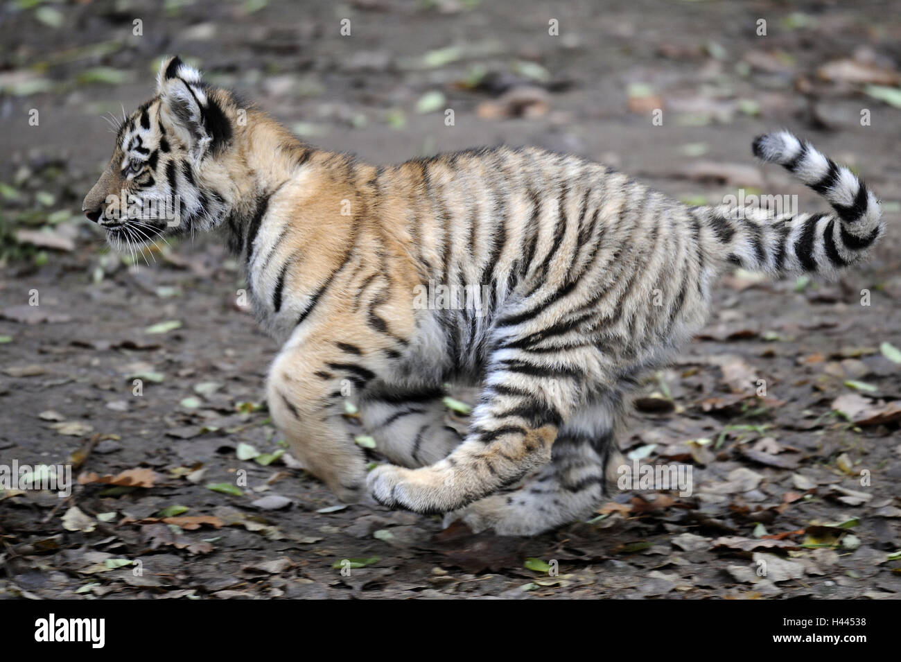Sibirische Tiger, Panthera Tigris Altaica, Jungtier, Stockfoto