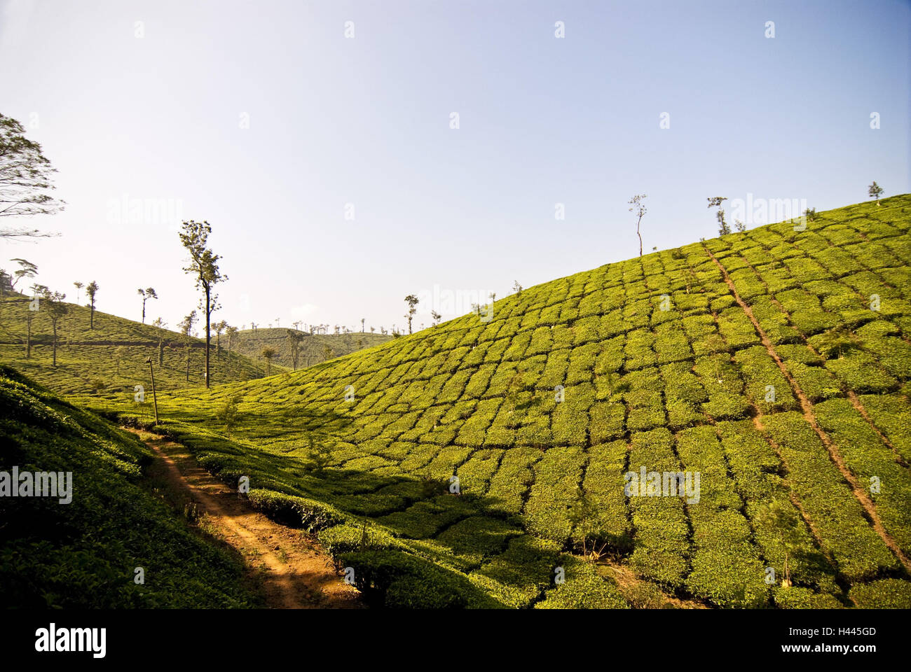 Tee-Plantagen in den Bergen von Ooty, Indien, Tamil Nadu, Stockfoto